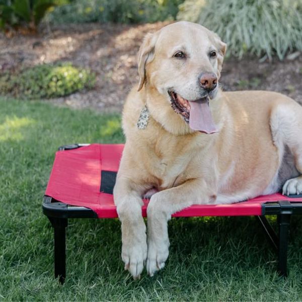matelas pour chiens